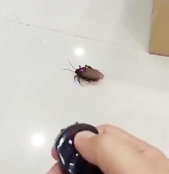 عکس سوسک رباتیک