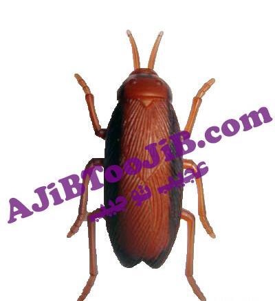 عکس سوسک رباتیک