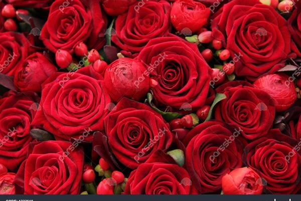 عکس گروه گل
