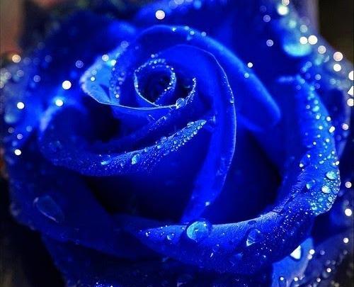 عکس گروه گل