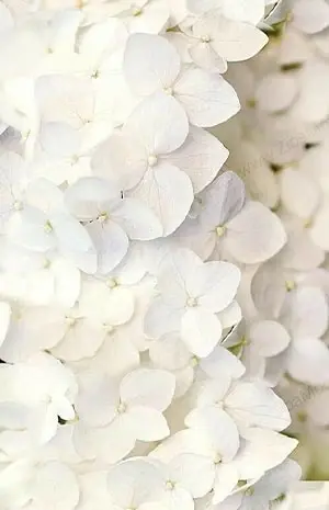 عکس تصویر زمینه گوشی لمسی دخترانه