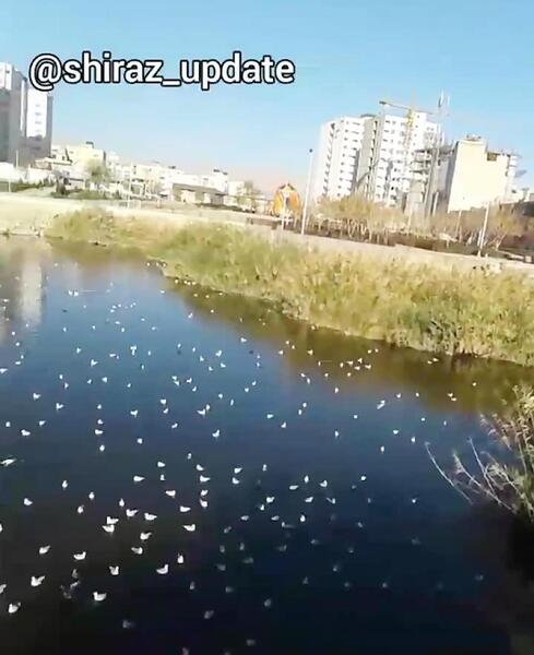 عکس پارک فروزان شیراز
