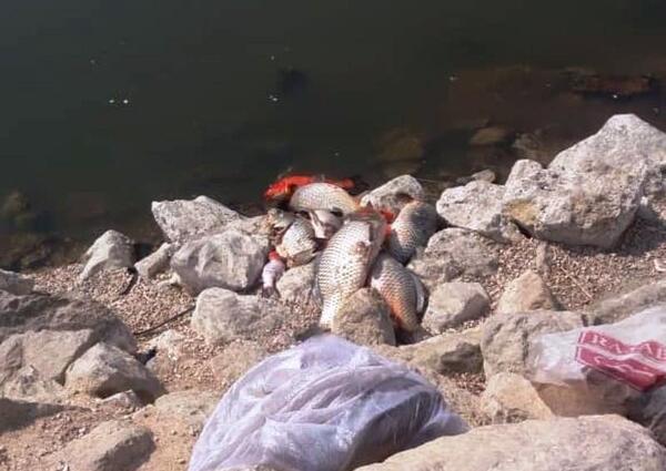 عکس پارک فروزان شیراز