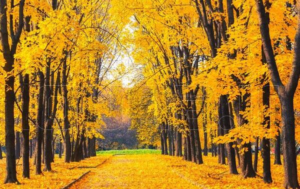 عکس قو در پاییز