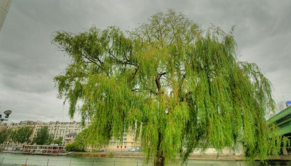 عکس درخت بید در ایران