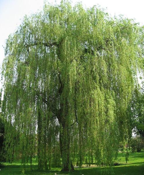 عکس درخت بید در ایران