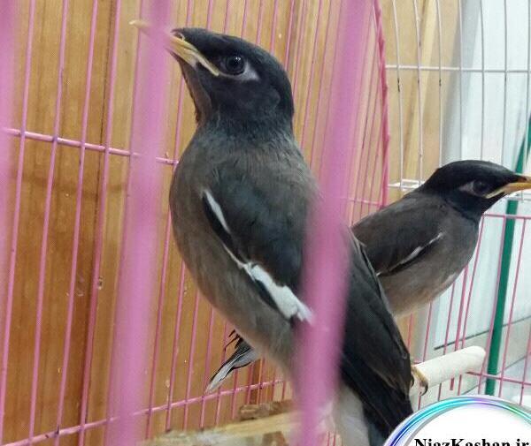 عکس مرغ مینا چهار ماهه