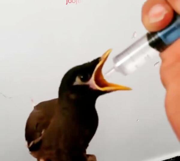 عکس مرغ مینا چهار ماهه
