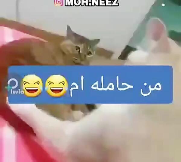 عکس گربه حامله