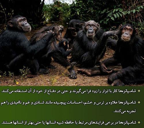 عکس شادی حیوان