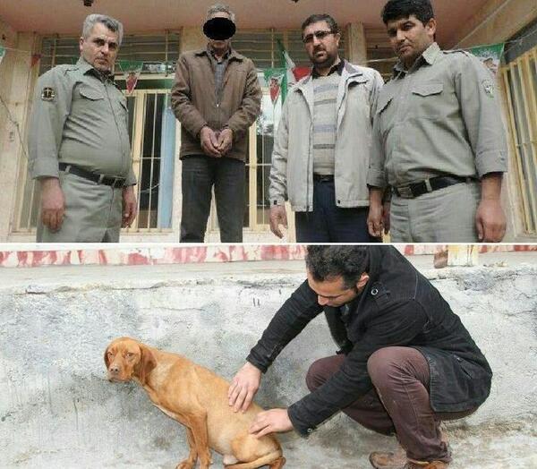 عکس سگ ظالم ملایر