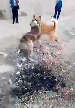 عکس سگ ظالم ملایر