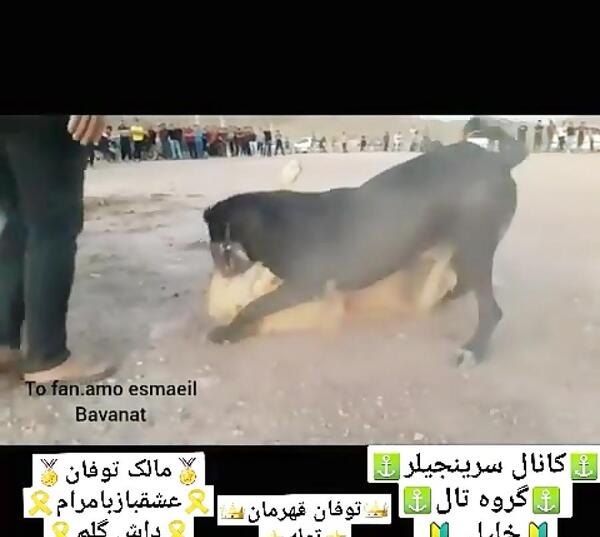 عکس سگ ظالم ملایر