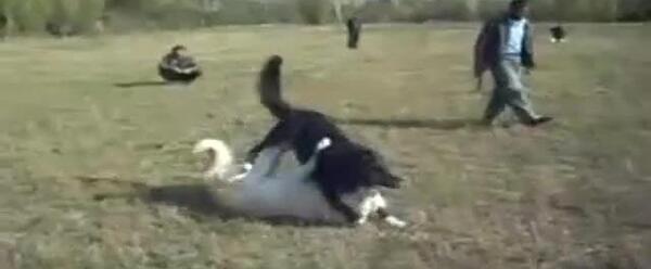 عکس سگ ظالم ملایر