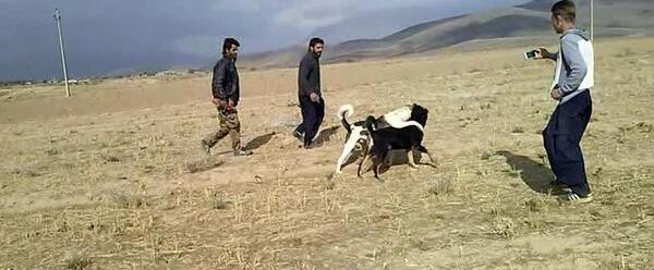 عکس سگ ظالم ملایر