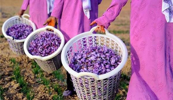 عکس تصاویر زعفران خراسان جنوبی
