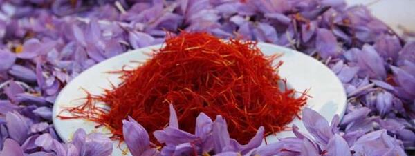 عکس تصاویر زعفران خراسان جنوبی