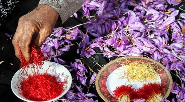 عکس تصاویر زعفران خراسان جنوبی
