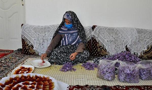 عکس تصاویر زعفران خراسان جنوبی