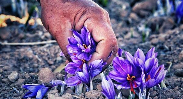 عکس تصاویر زعفران خراسان جنوبی