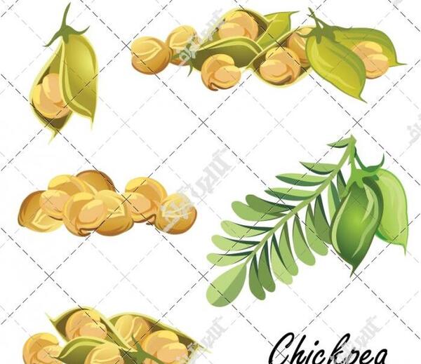 عکس وکتور حبوبات