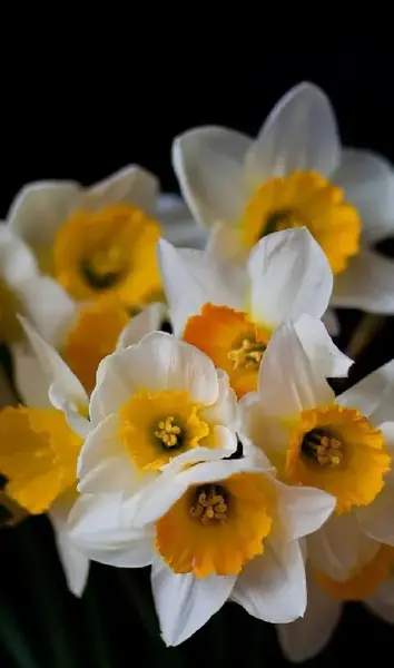 عکس گل نرگس برای استوری