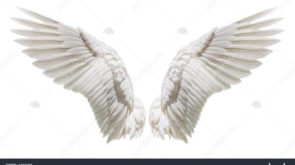 عکس فرشته پرنده