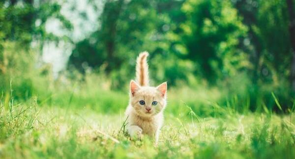 عکس تصویر زمینه ناز