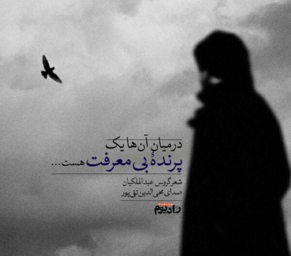 عکس پروفایل پرنده تنها