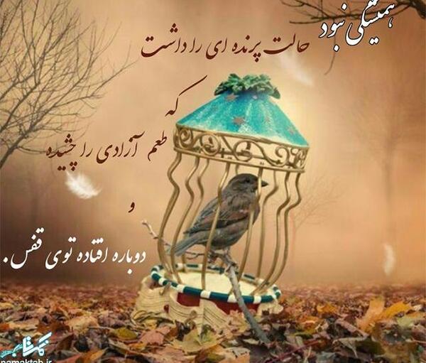 عکس پروفایل پرنده تنها