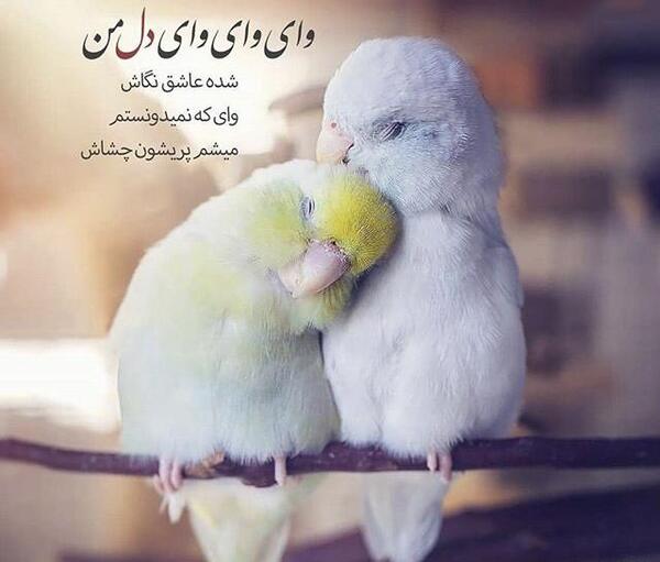 عکس پروفایل پرنده تنها