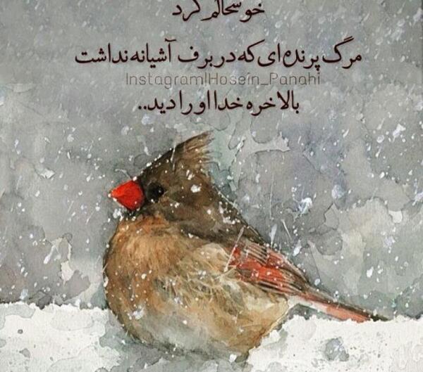عکس پروفایل پرنده تنها