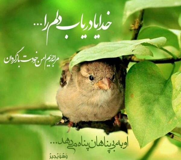 عکس پروفایل پرنده تنها