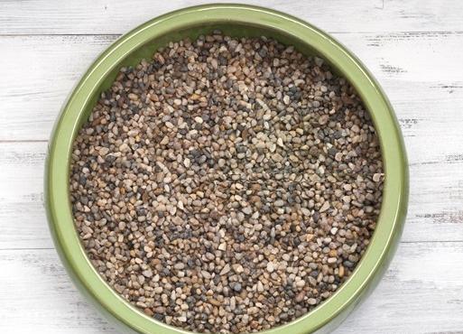 عکس خاک کاکتوس