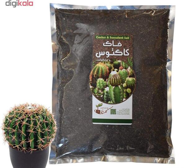 عکس خاک کاکتوس