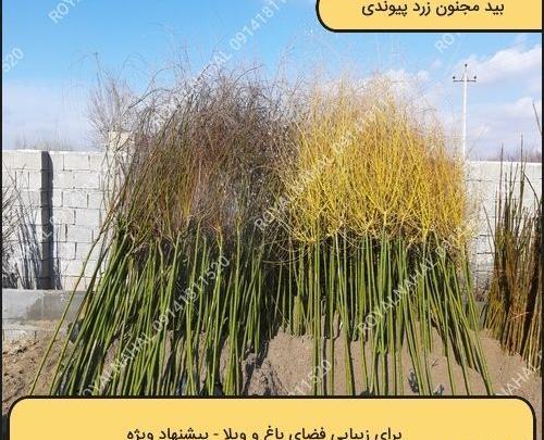 عکس درخت بید زرد