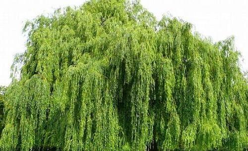 عکس درخت بید زرد
