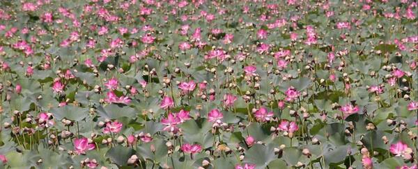عکس جاهای دیدنی ساری مازندران