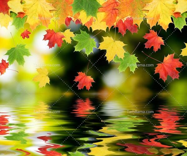 عکس برگ پاییزی روی اب