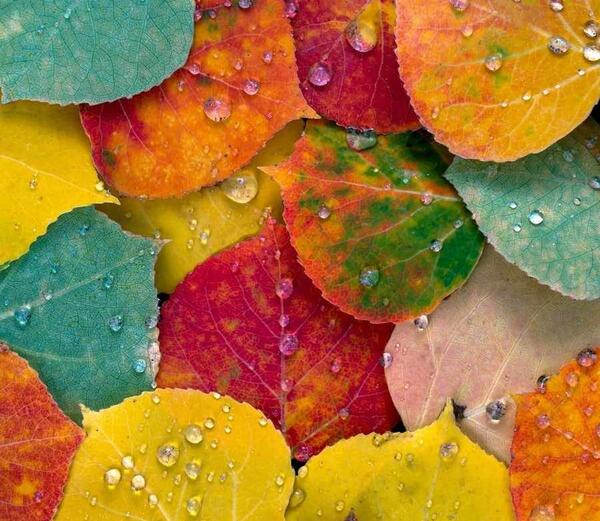 عکس برگ پاییزی روی اب