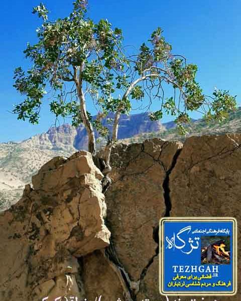 عکس فروزان شهبازی