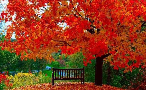 عکس پاییز مدرسه