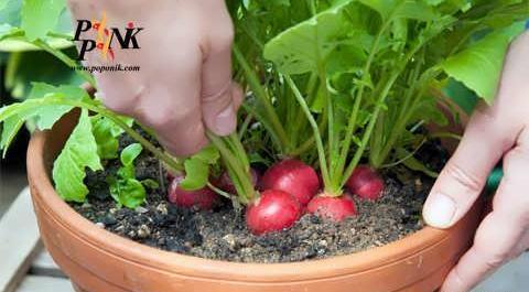 عکس کاشت سبزی در منزل