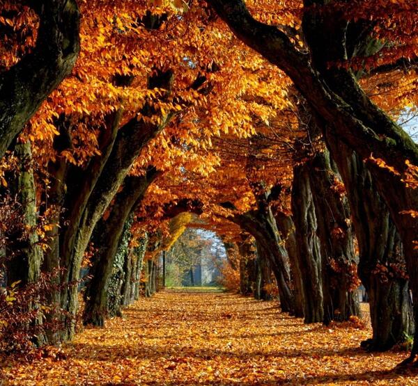 عکس پاییز طلایی