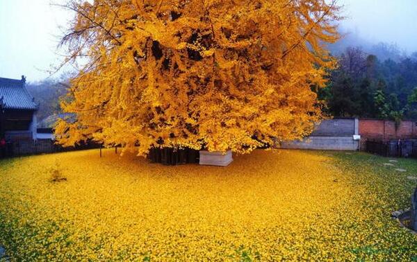 عکس پاییز طلایی