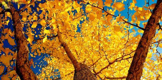 عکس پاییز طلایی