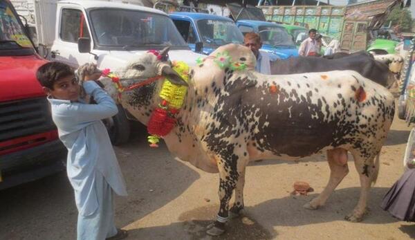 عکس و تصاویر عید قربان