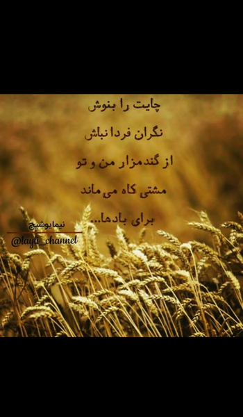 عکس نوشته از گندمزار من و تو