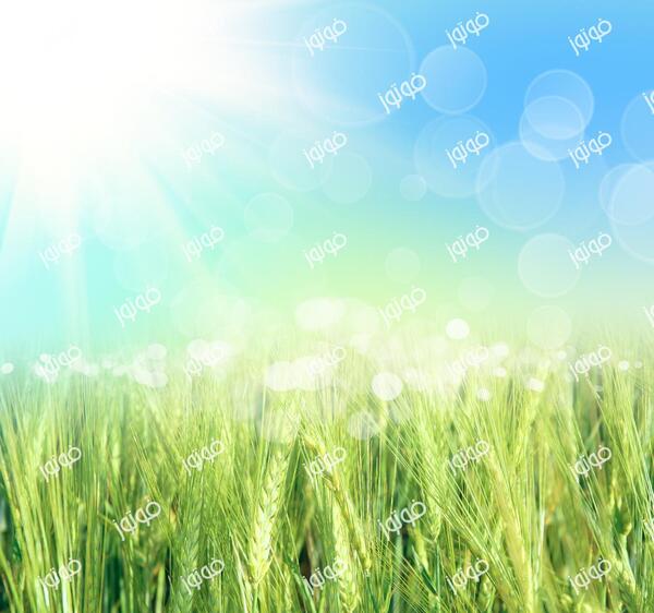 دانلود عکس گندم زار سبز