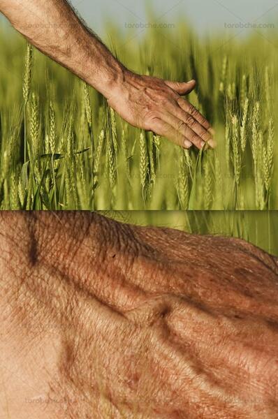 دانلود عکس گندم زار سبز